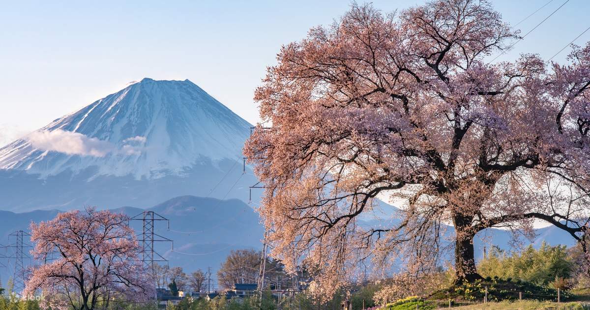 Yamanashi Takagami Sakura and Crocodzuka Cherry Blossoms One Yamanashi Takagami Sakura and Crocodzuka Cherry Blossoms One